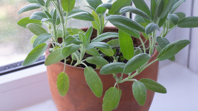 Silver-hued sage growing on a sunny windowsill in a terracotta pot.