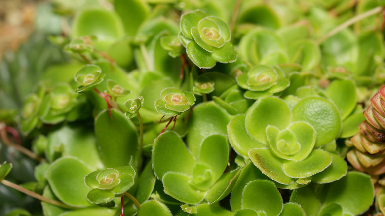A round-leaved sedum growing in a planter indoors.