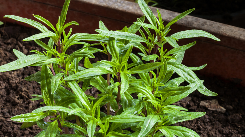 A young summer savory plant growing in a container as a houseplant.