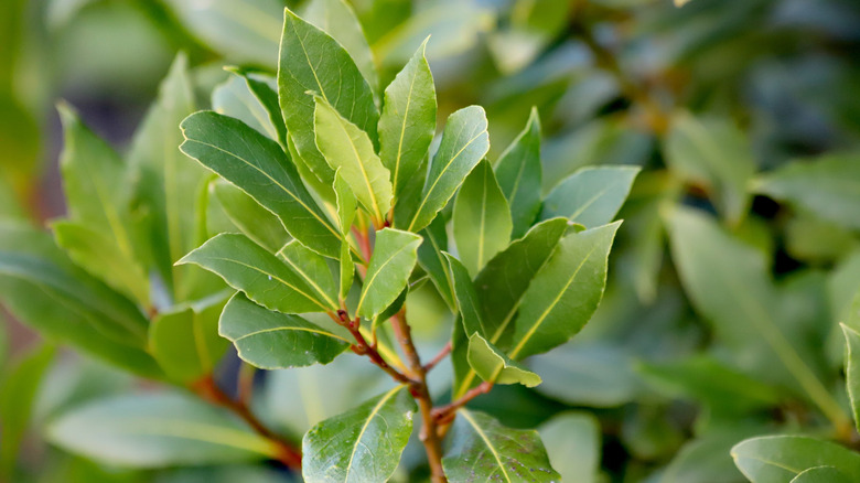 A sturdy, healthy leafy steam of a sweet bay shrub.