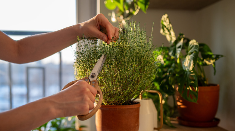 A person prunes a thyme plant growing indoors.