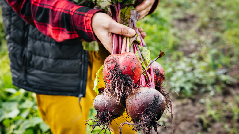 A farmer picking beets.