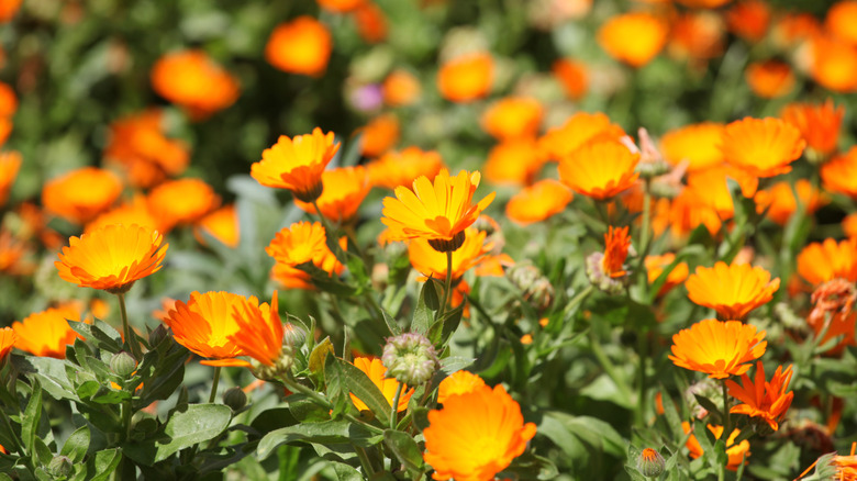 Calendula flowers in a garden.