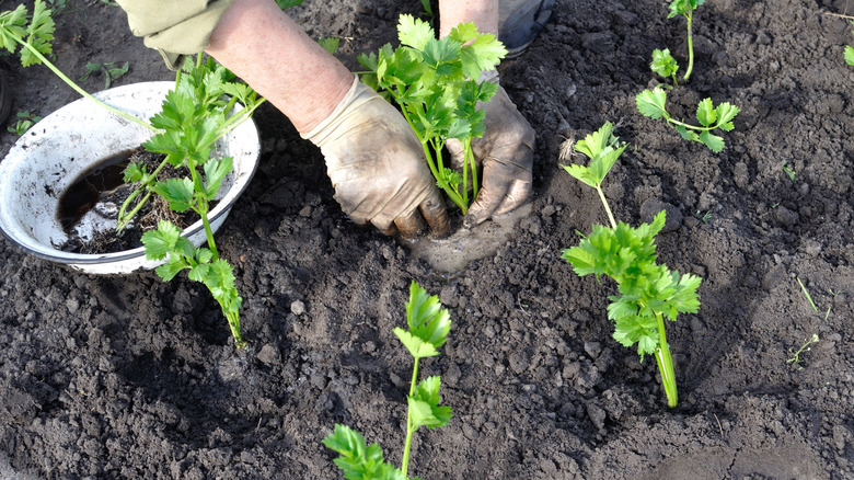 Gardener planting celery.