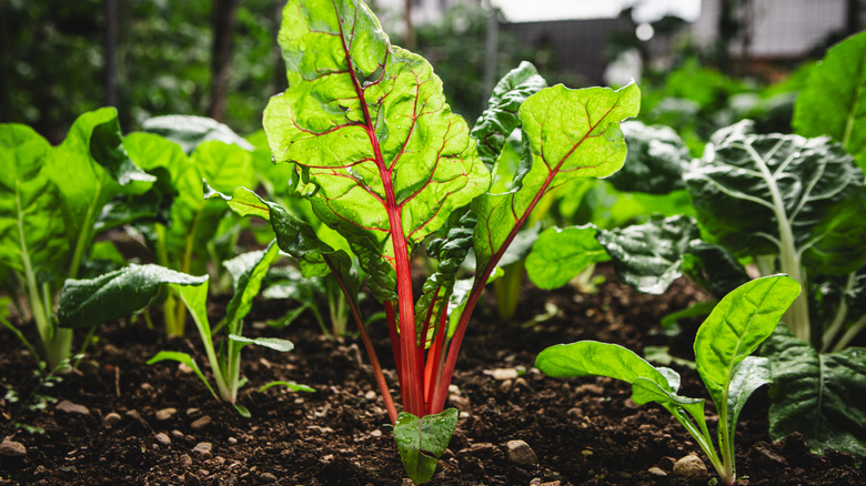 Chard crop in a greenhouse.