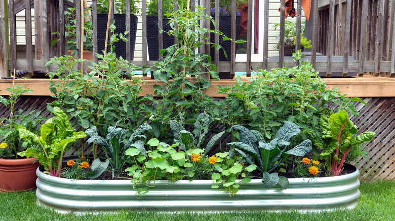 Companion planting in a raised garden bed