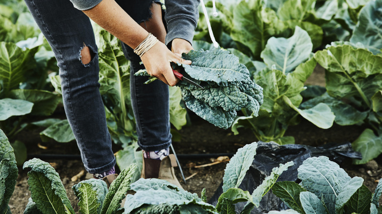 A person tends to kale plants the garden.
