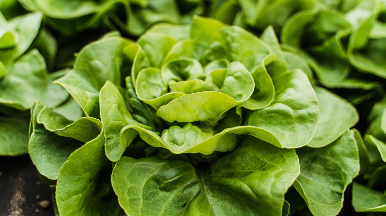 Lettuce crops in a garden.