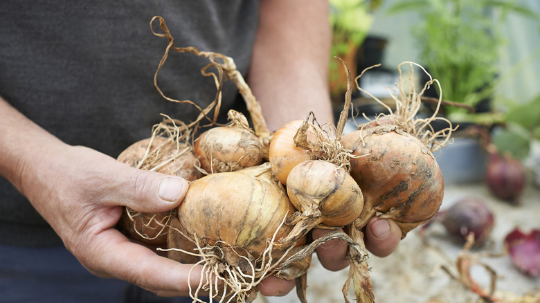 A person holds freshly-harvested onions.