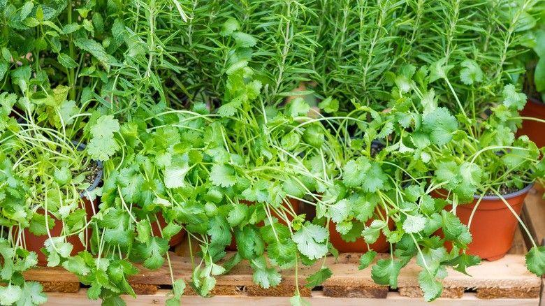 Fresh herb garden with terracotta pots.