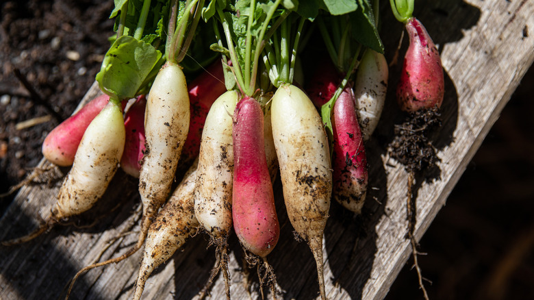 Freshly-picked radishes on a wood surface.