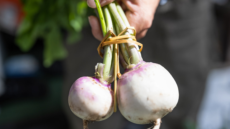 Farmer holding turnips.