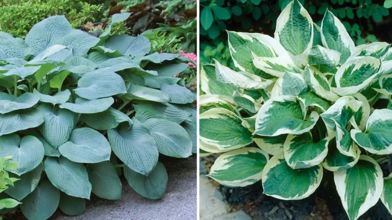Dark green hostas on the left, and green and yellow hostas on the right
