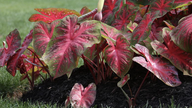 caladiums growing in outdoor garden