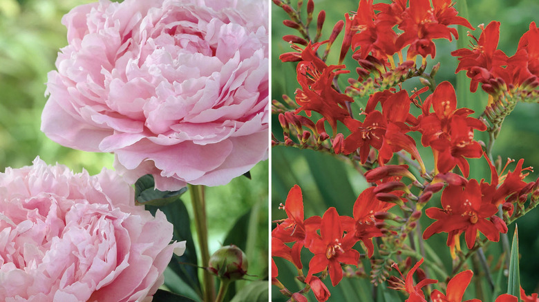 Pink roses on the left and red crocosmia 'Lucifer' flowers on the right