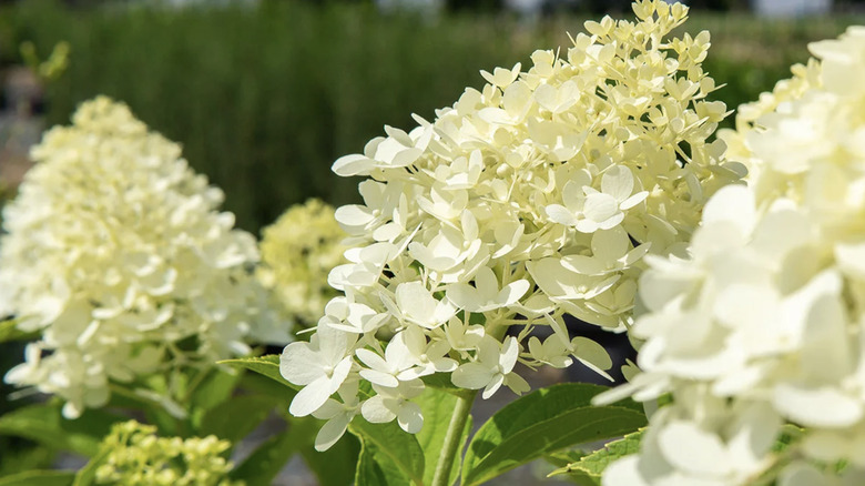 closeup on hydrangea blooms
