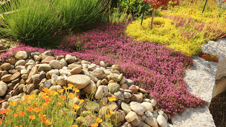 low-maintenance rock garden filled with variety of plants