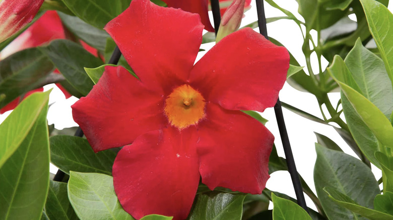 Closeup of a red mandevilla flower