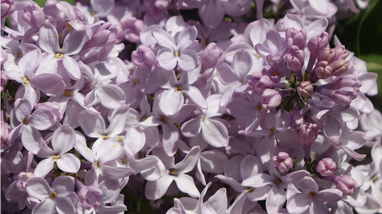 closeup on Syringa 'Miss Kim' Lilacs
