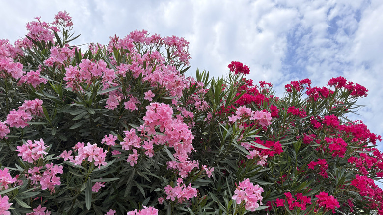 Oleander flowers of different shades of pink in bloom