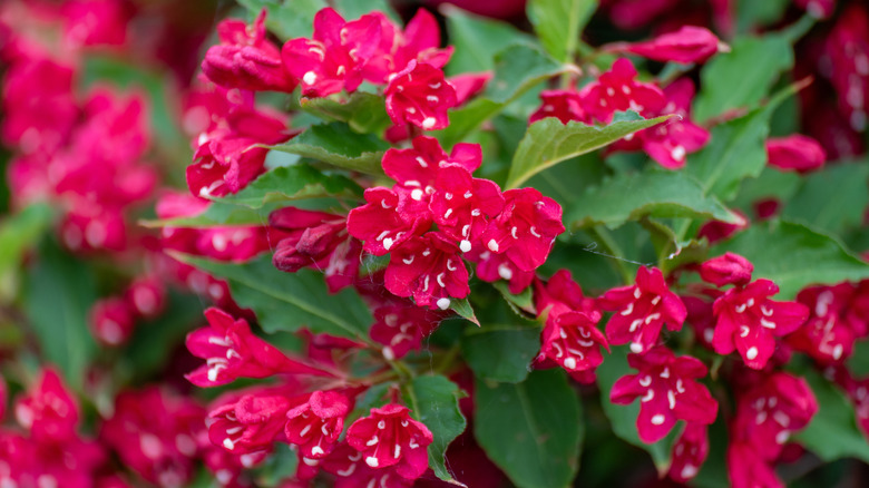 'Red Prince' weigela shrub in bloom with pink flowers