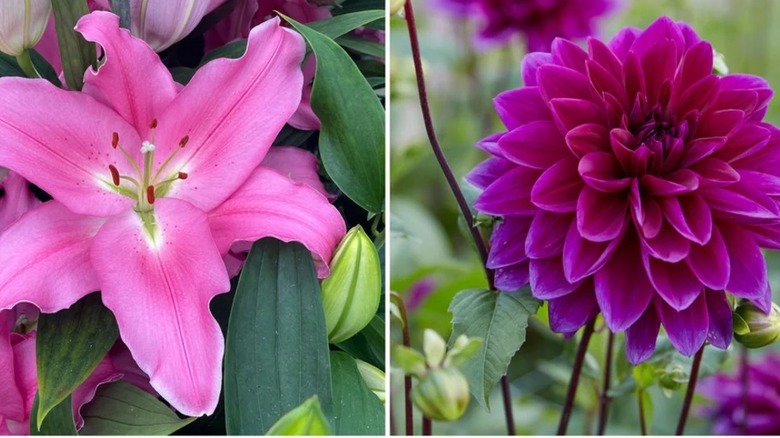 A pink lily on the left, and a darker pink dahlia on the right