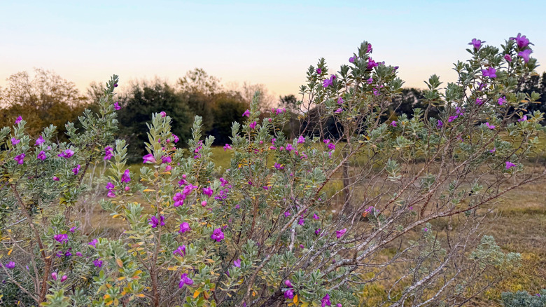 Texas sage in bloom with fuchsia flowers in dry environment