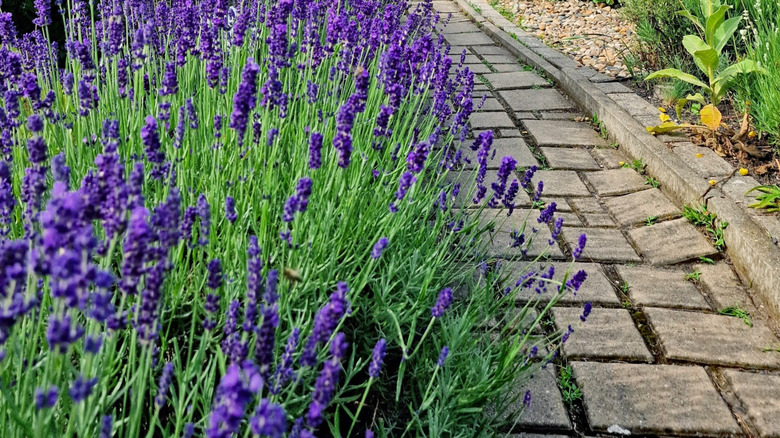 Path next to lavender plants