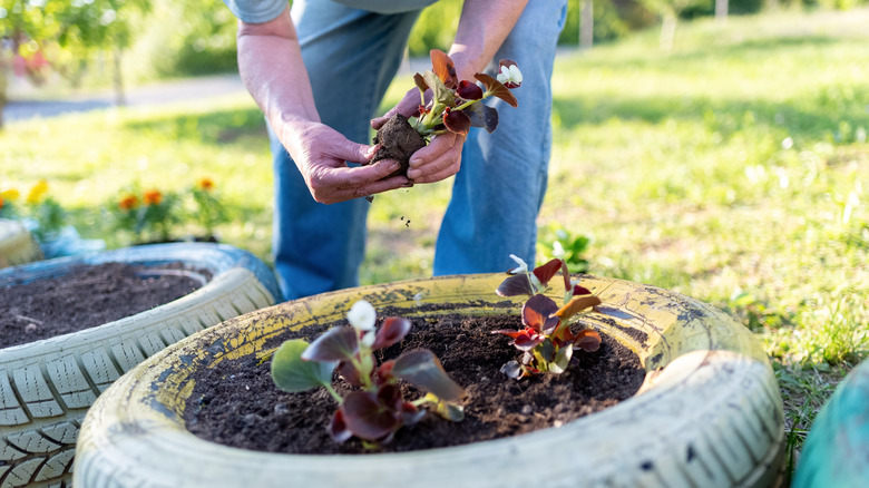 A person plants a seedling into a planter made from a car tire.