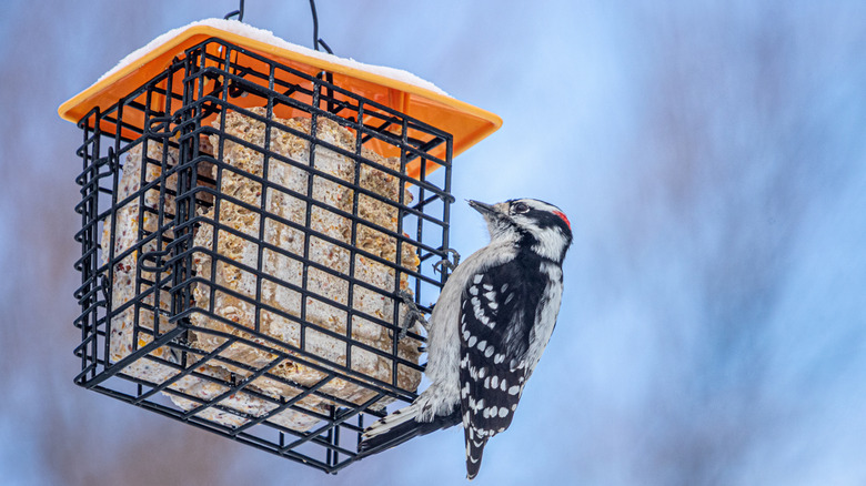 A woodpecker clinging to a cage-style suet feeder