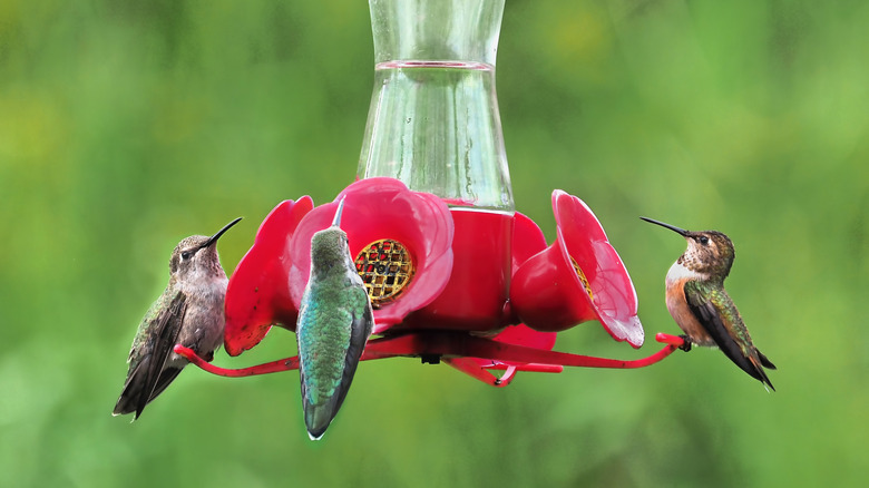 Hummingbirds drinking nectar from a red hummingbird feeder