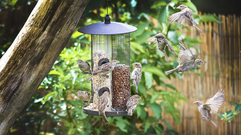 Sparrows flocking around a garden feeder