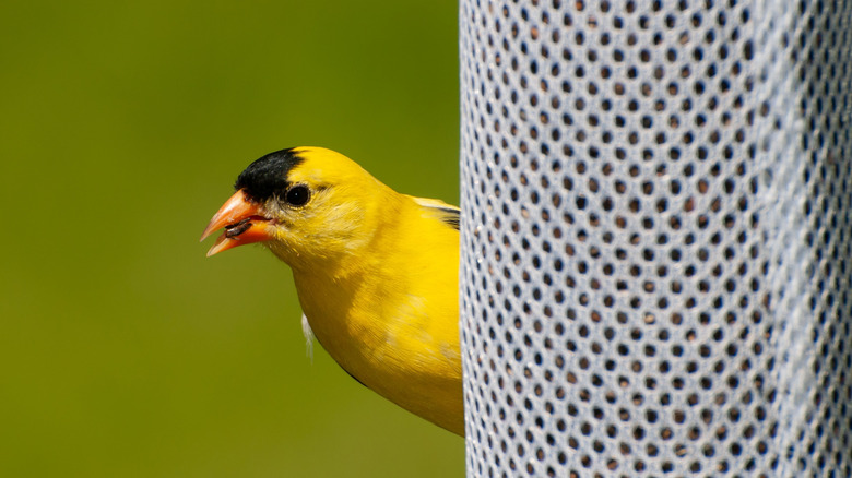 Close-up of an American gold finch feeding from a nyjer feeder