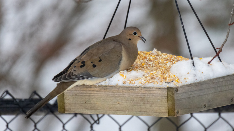 A mourning dove perched on a platform style bird feeder