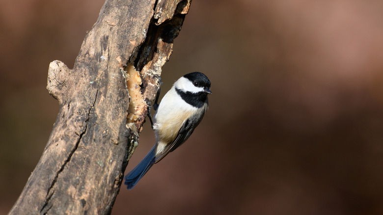 A small black and white bird eating suet from a log