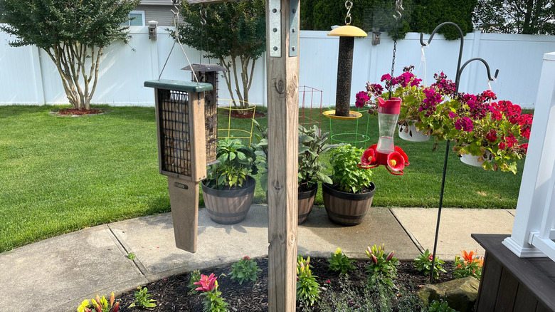 Various bird feeders hanging in a garden, including a tail-prop feeder