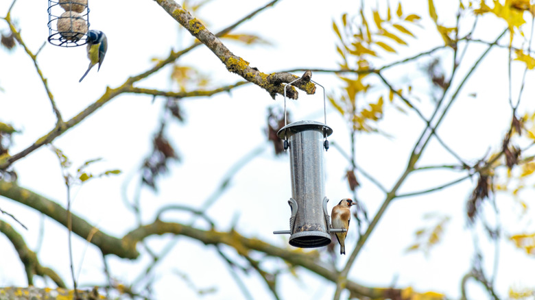 A finch perched on a tubular bird feeder