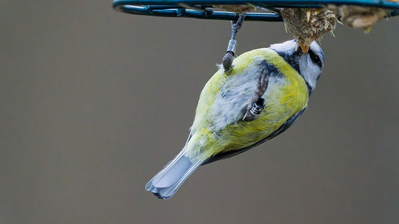 A bird hanging upside down and feeding from a bird feeder