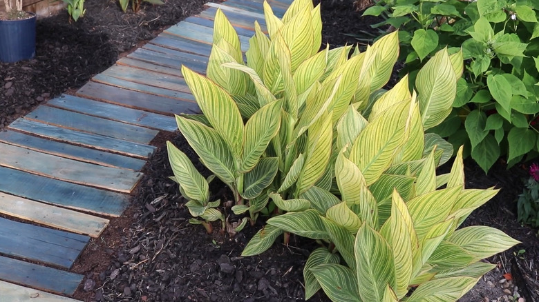 Pieces of scrap wood laying on the ground forming a simple walkway through plants