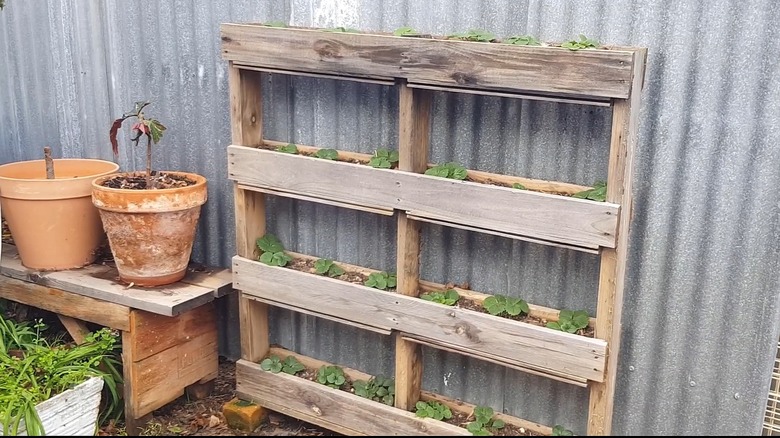 Pallet turned into a vertical garden with strawberry plants in it