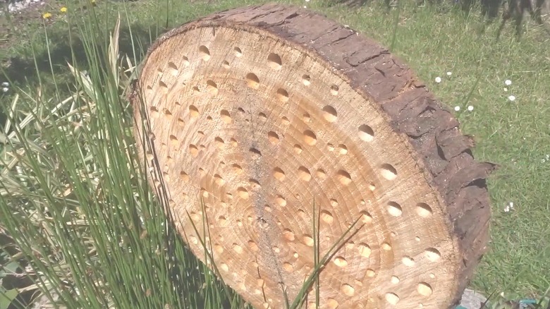 Piece of a tree trunk with holes of different sizes drilled into it as a bug hotel