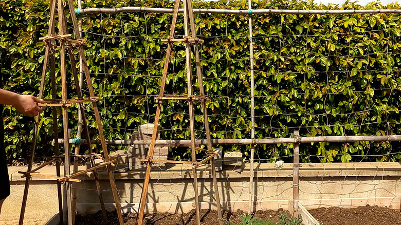 Garden with two pyramid trellises in it