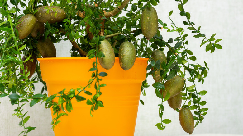 A fully grown Australian finger lime dwarf tree in a pot