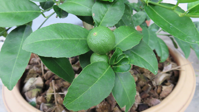 Bearss Seedless Lime plant in a pot