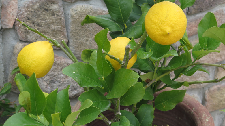 A close up to a healthy Eureka lemon tree growing in a pot