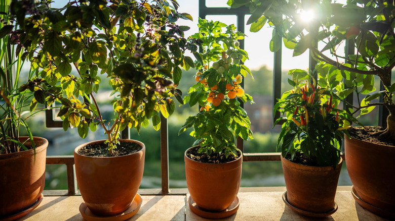 Multiple citrus dwarf trees in a pot sitting on a ledge in the sunlight