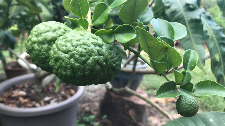 A close up to Kaffir lime fruit growing in a pot