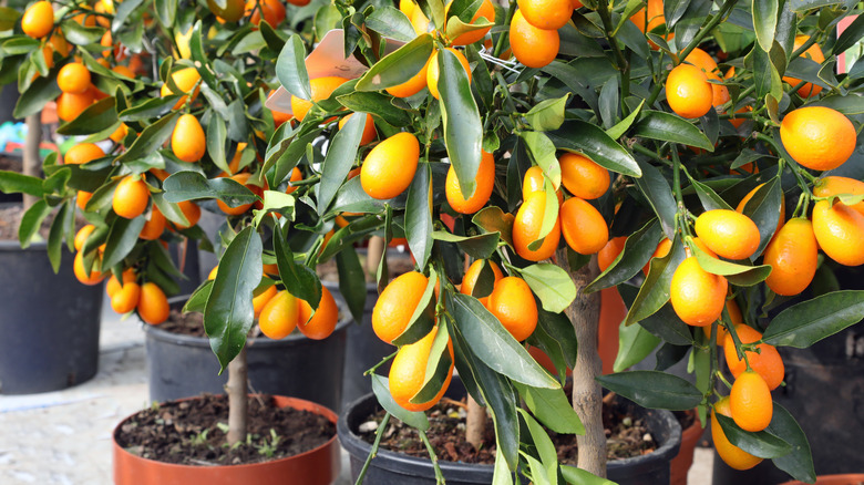 Ripe Kumquat fruits growing in pots