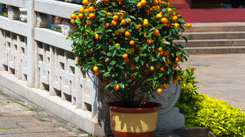 Owari Satsuma Mandarin Orange dwarf tree