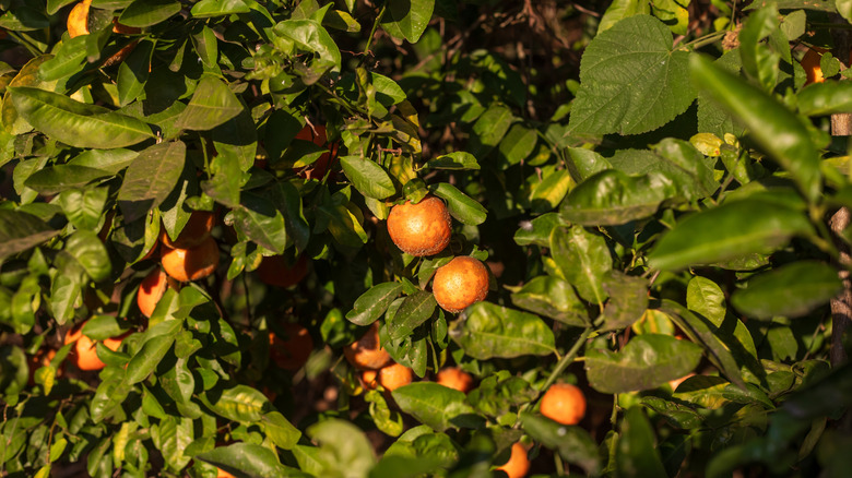 Healthy orange Rangpur lime surrounded by green leaves